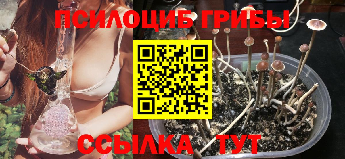 Курчалой  Псилоцибиновые грибы MAGIC MUSHROOMS  Вход с VPN 