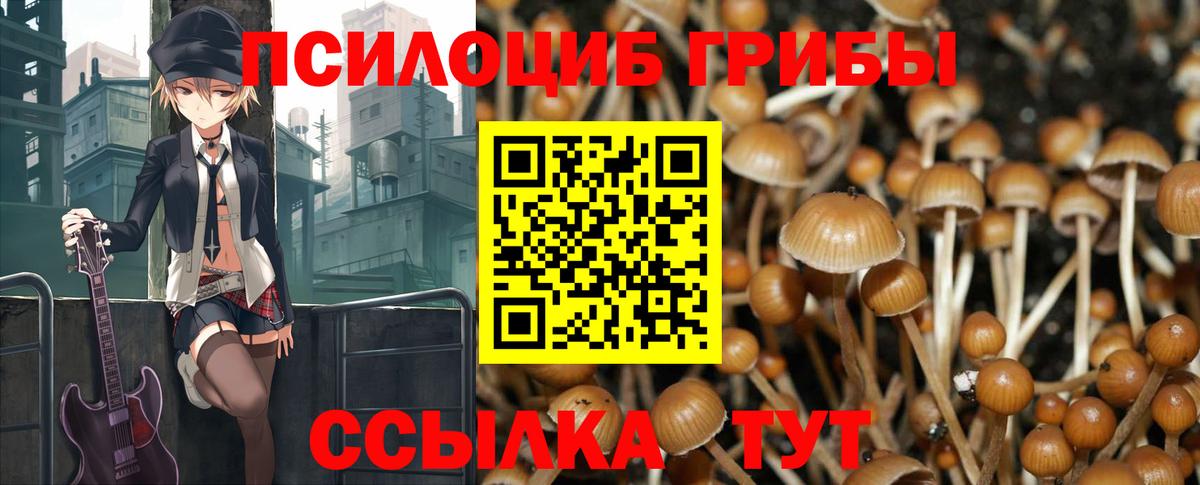 Псилоцибиновые грибы GOLDEN TEACHER Курчалой